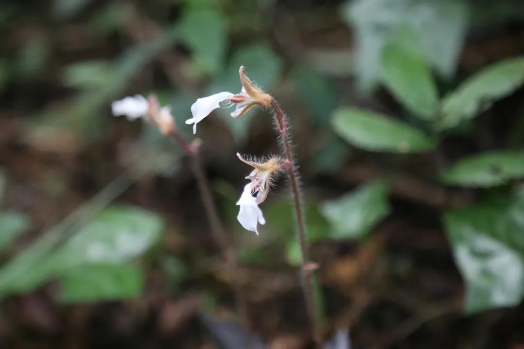 廣東首次發(fā)現(xiàn)西南齒唇蘭，刷新物種分布記錄