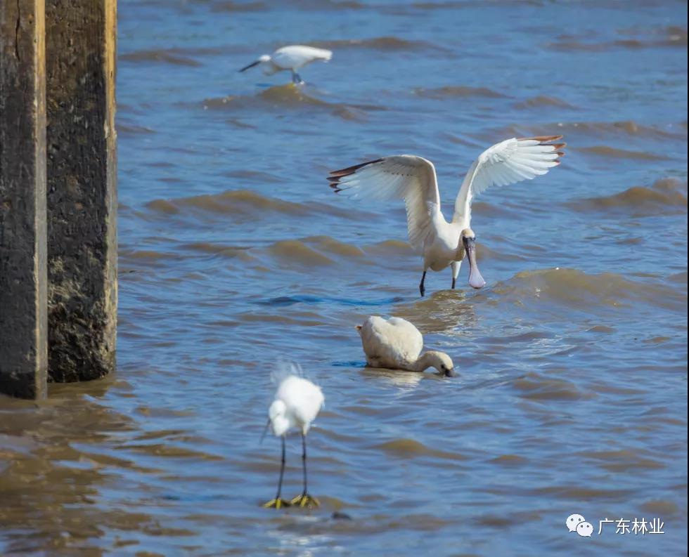 新年&ldquo;驚喜&rdquo;！東莞兩年后再發(fā)現(xiàn)黑臉琵鷺
