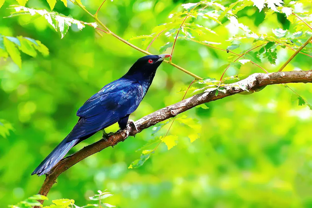 澳盾身邊的自然觀察&mdash;&mdash;噪鵑求偶炫耀