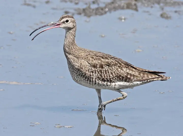 澳盾身邊的自然觀察&mdash;&mdash;遷徙中的中杓鷸