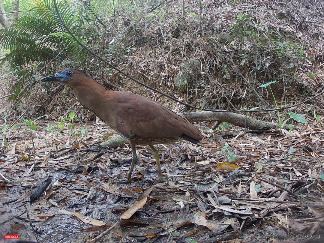 珠海首次記錄到黑冠鳽！