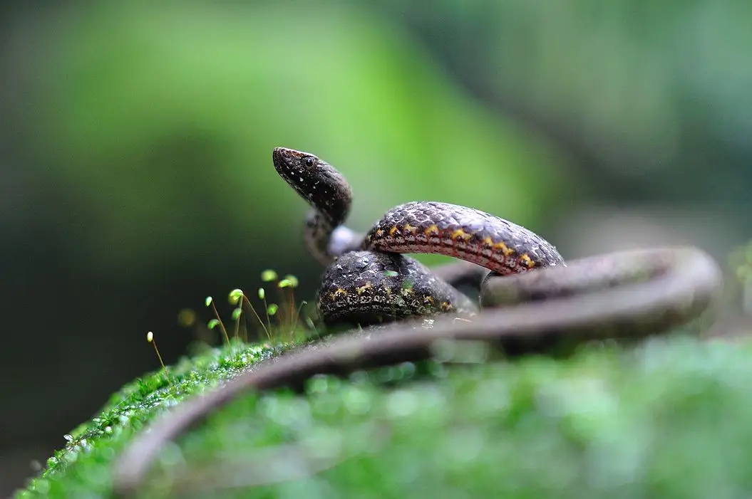 澳盾身邊的自然觀察&mdash;&mdash;靜待獵物的紫沙蛇