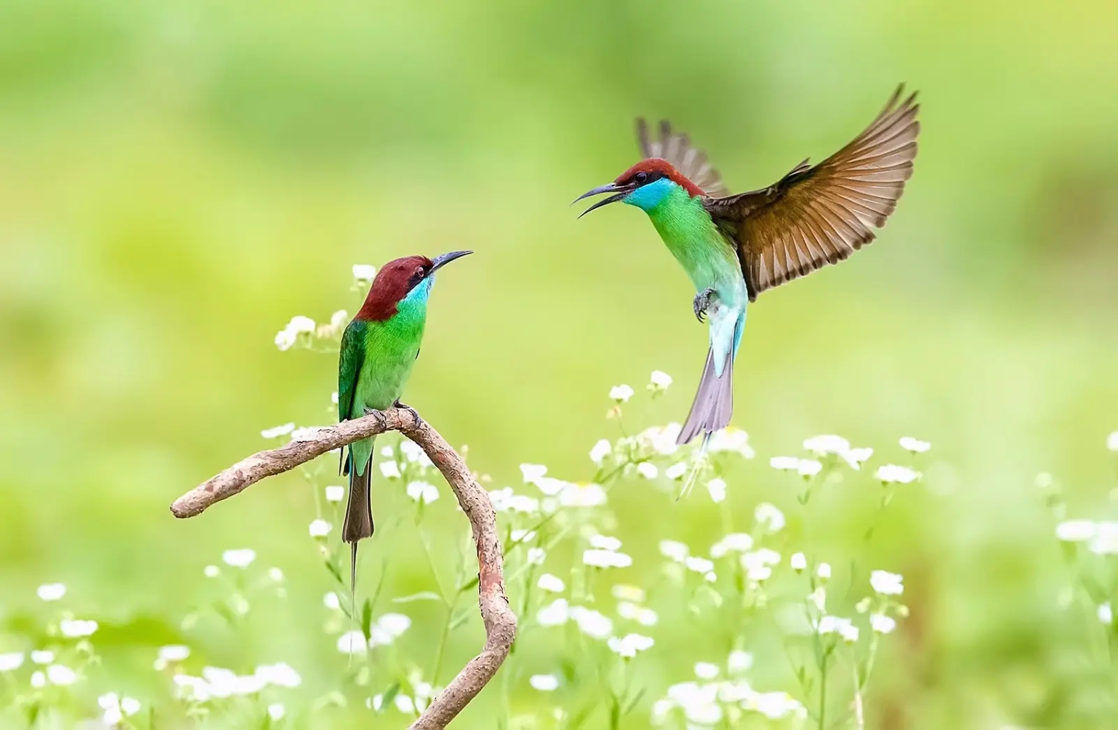 澳盾身邊的自然觀察&mdash;&mdash;繁殖季的藍喉蜂虎