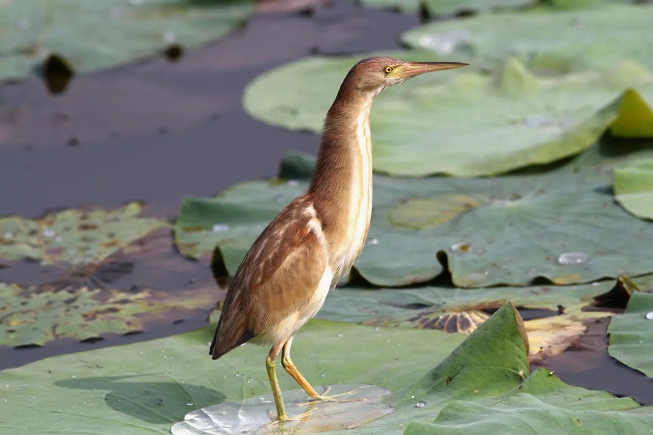 澳盾身邊的自然觀察&mdash;&mdash;黃葦鳽（jiān）