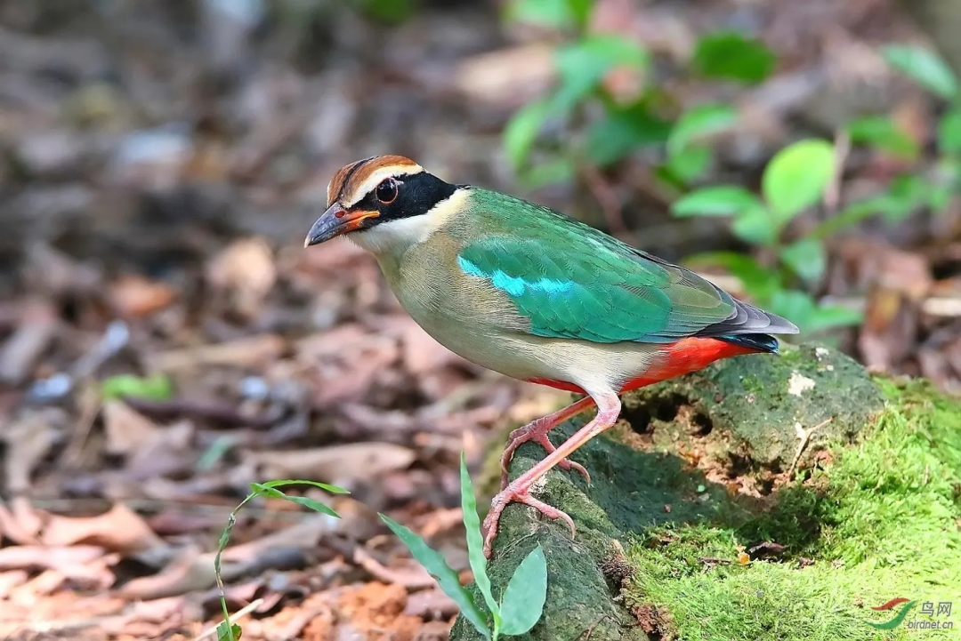 &ldquo;鳥中仙女&rdquo;現(xiàn)身！廣東這里首次發(fā)現(xiàn)