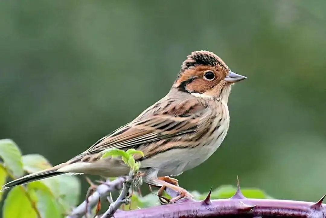 澳盾身邊的自然觀察&mdash;&mdash;小鹀